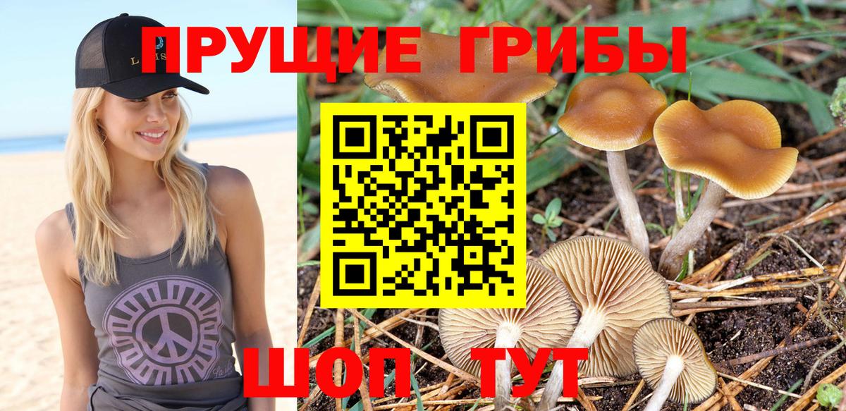 Псилоцибиновые грибы Psilocybine cubensis Тавда